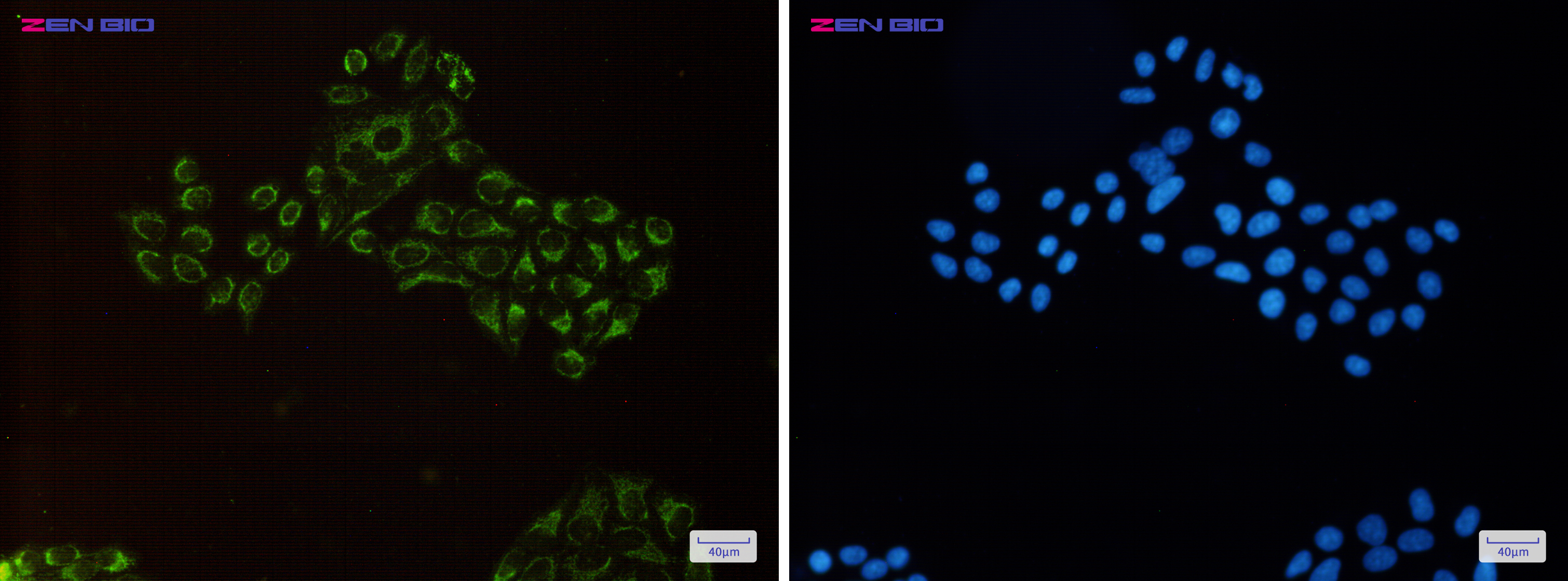 Immunocytochemistry of REA(green) in Hela cells using REA Rabbit pAb at dilution 1/50, and DAPI(blue)