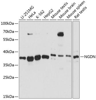 Western blot - NGDN Polyclonal Antibody 