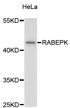 Western blot - RABEPK Polyclonal Antibody 