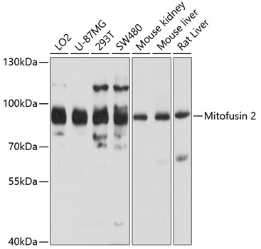 Western blot - Mitofusin 2 Polyclonal Antibody 