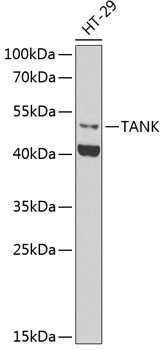 Western blot - TANK Polyclonal Antibody 