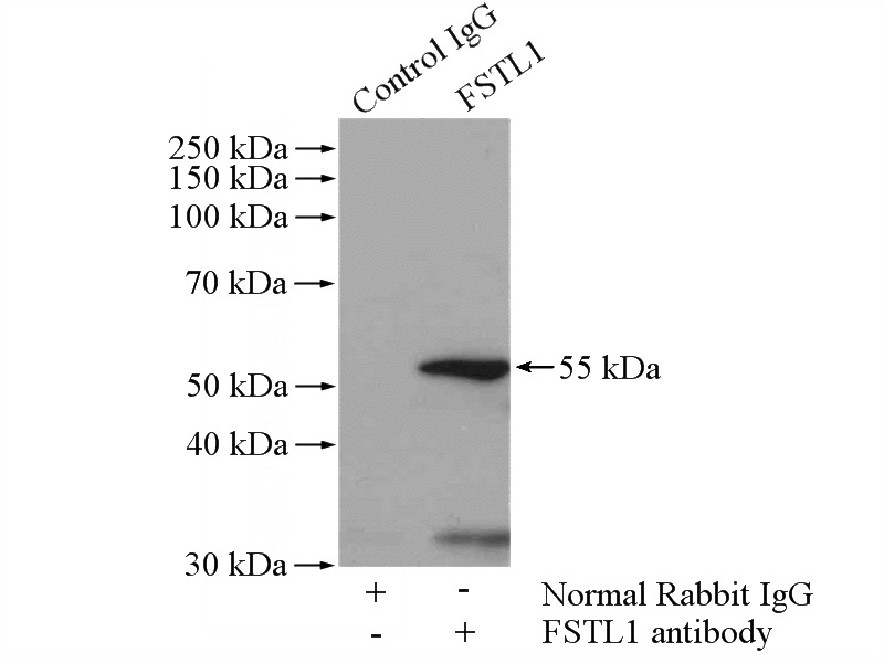 IP Result of anti-FSTL1 (IP:Catalog No:110784, 4ug; Detection:Catalog No:110784 1:500) with A2780 cells lysate 960ug.