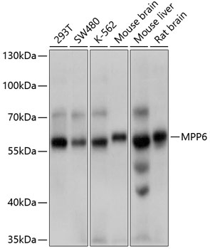 Western blot - MPP6 Polyclonal Antibody 