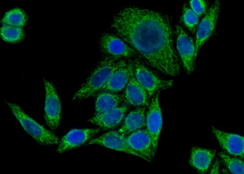 Immunofluorescent analysis of (10% Formaldehyde) fixed HeLa cells using Catalog No:114354(PYCR1 Antibody) at dilution of 1:50 and Alexa Fluor 488-congugated AffiniPure Goat Anti-Rabbit IgG(H+L)
