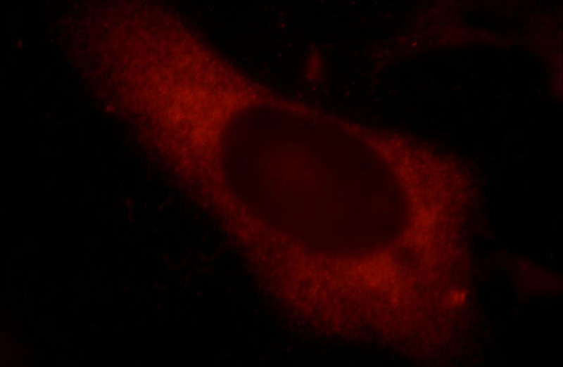 Immunofluorescent analysis of HepG2 cells, using SYNPO antibody Catalog No:115769 at 1:25 dilution and Rhodamine-labeled goat anti-rabbit IgG (red).