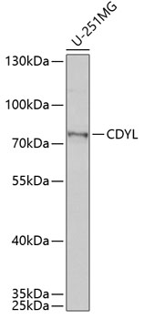 Western blot - CDYL Polyclonal Antibody 