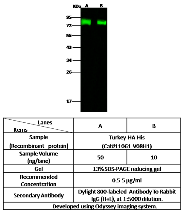 Influenza A H5N1 (A/turkey/Turkey/1/2005) Hemagglutinin / HA Antibody, Rabbit PAb, Antigen Affinity Purified, Western blot
