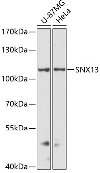 Western blot - SNX13 Polyclonal Antibody 