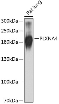 Western blot - PLXNA4 Polyclonal Antibody 