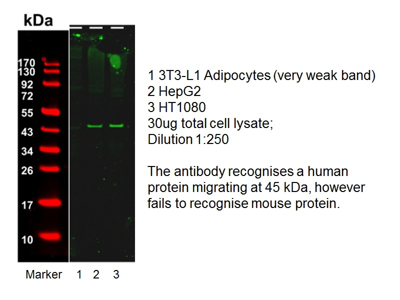 WB result of anti-PREB (Catalog No:114180, 1:250) with HepG2 and HT1080 by Dr. Dzmitry Batrakou.