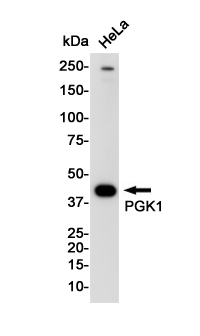 Western blot detection of PGK1 in Hela cell lysates using PGK1 Rabbit pAb(1:1000 diluted).Predicted band size:45KDa.Observed band size:45KDa.