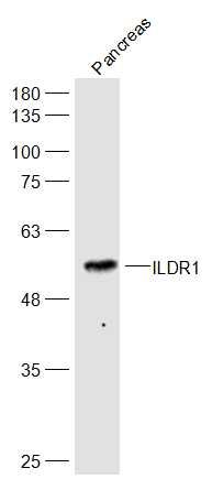 Fig4: Sample:; Pancreas(Mouse) Cell Lysate at 40 ug; Primary: Anti-ILDR1 at 1/300 dilution; Secondary: IRDye800CW Goat Anti-Rabbit IgG at 1/20000 dilution; Predicted band size: 60 kD; Observed band size: 56kD