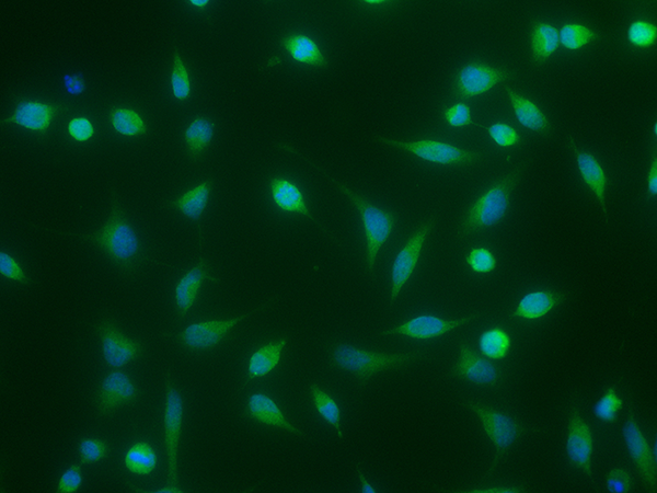 BMP-2 Antibody, Rabbit MAb, Immunofluorescence