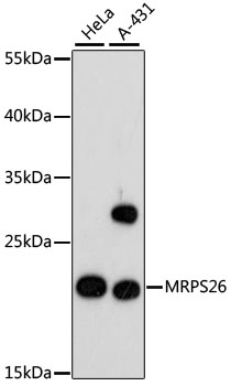 Western blot - MRPS26 Polyclonal Antibody 