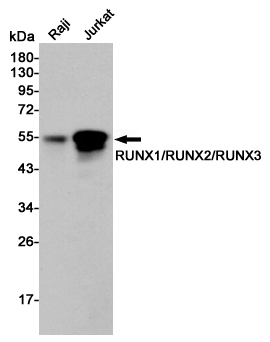 Western blot analysis of RUNX1/RUNX2/RUNX3 expression in Raji and Jurkat cell lysates using RUNX1/RUNX2/RUNX3 antibody at 1/5000 dilution.Predicted band size:51KDa.Observed band size:51KDa.