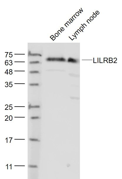 Fig1: Sample:; Bone marrow (Mouse) Lysate at 40 ug; Lymph node (Mouse) Lysate at 40 ug; Primary: Anti- LILRB2 at 1/1000 dilution; Secondary: IRDye800CW Goat Anti-Rabbit IgG at 1/20000 dilution; Predicted band size: 65 kD; Observed band size: 65 kD