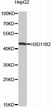 Western blot - HSD11B2 Polyclonal Antibody 