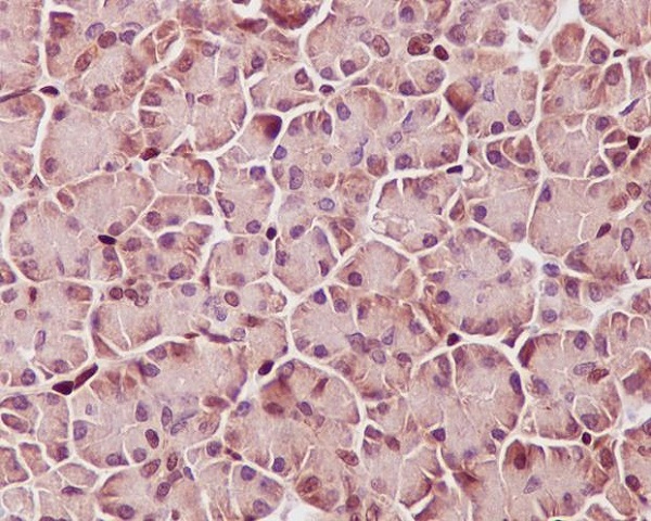 Immunohistochemical analysis of paraffin-embedded human pancreas, using Phospho-STAT3 (Y705) Antibody.