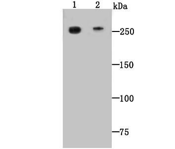 Fig1: Western blot analysis of Dopey-2 on mouse heart (1) and human heart (2) tissue lysate using anti-Dopey-2 antibody at 1/500 dilution.