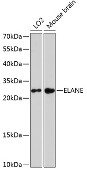 Western blot - ELANE Polyclonal Antibody 