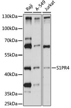 Western blot - S1PR4 Polyclonal Antibody 