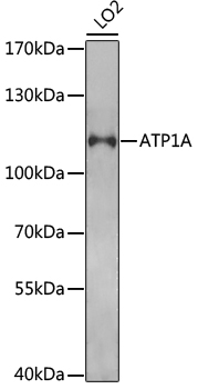 Western blot - ATP1A Polyclonal Antibody 