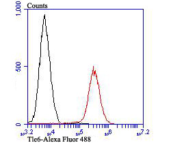 Fig6: Flow cytometric analysis of Daudi cells with Tle6 antibody at 1/100 dilution (red) compared with an unlabelled control (cells without incubation with primary antibody; black). Alexa Fluor 488-conjugated goat anti-rabbit IgG was used as the secondary antibody.