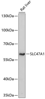 Western blot - SLC47A1 Polyclonal Antibody 