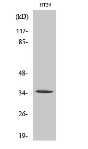 Fig1:; Western Blot analysis of various cells using Olfactory receptor 2J2 Polyclonal Antibody