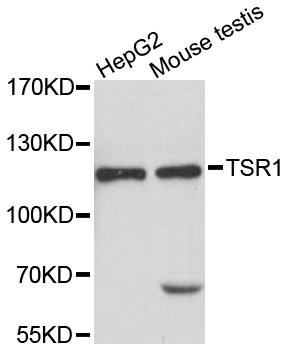 Western blot - TSR1 Polyclonal Antibody 