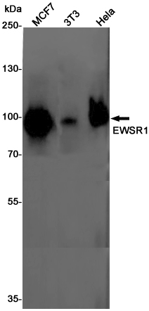 Western blot detection of EWSR1 in MCF7,3T3,Hela cell lysates using EWSR1 Rabbit pAb(1:1000 diluted).Predicted band size:69KDa.Observed band size:85KDa.