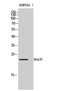 Fig1:; Western Blot analysis of RAW264.7 cells using Mob3C Polyclonal Antibody