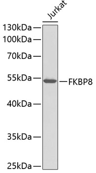 Western blot - FKBP8 Polyclonal Antibody 