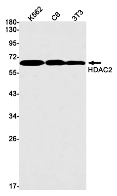 Western blot detection of HDAC2 in K562,C6,3T3 cell lysates using HDAC2 Rabbit mAb(1:1000 diluted).Predicted band size:55kDa.Observed band size:60kDa.