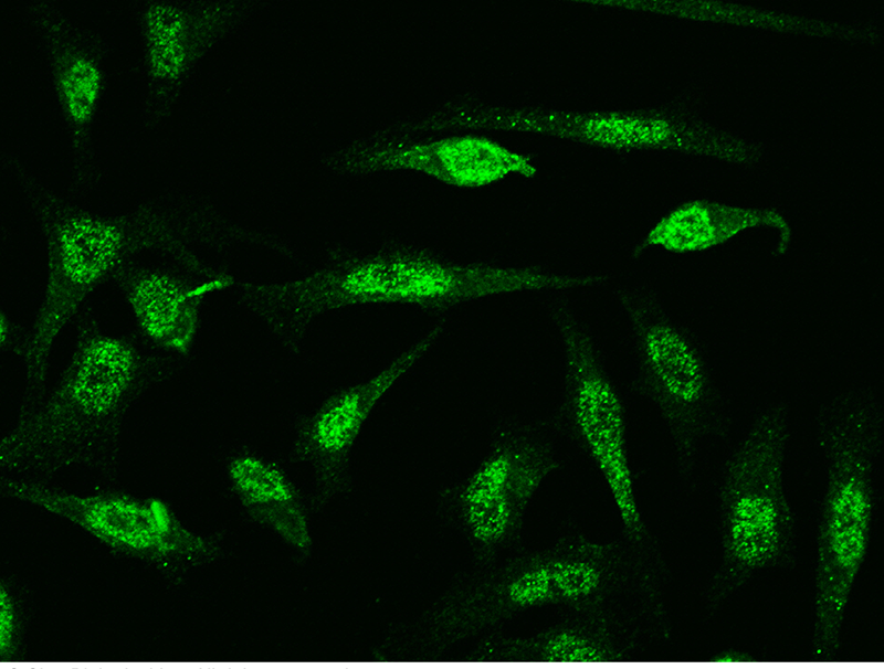 Human NFATC1 Immunofluorescence(IF) 15822