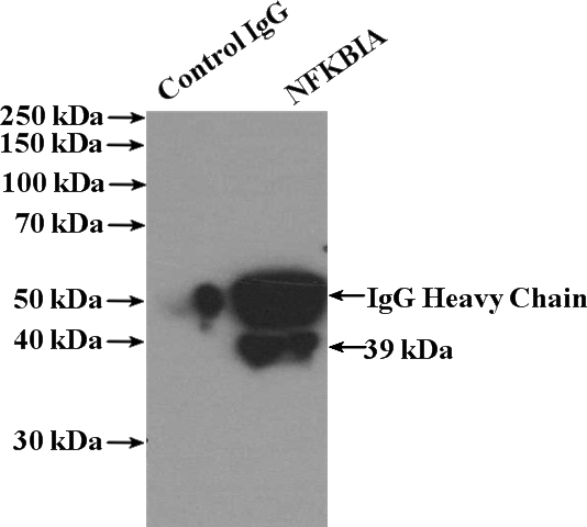 IP Result of anti-NFKBIA (IP:Catalog No:111640, 4ug; Detection:Catalog No:111640 1:1000) with HeLa cells lysate 3200ug.