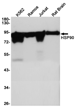 Western blot detection of HSP90 in K562,Ramos,Jurkat,Rat Brain cell lysates using HSP90 (5D6) Mouse mAb(1:1000 diluted).Predicted band size:95KDa.Observed band size:90KDa.