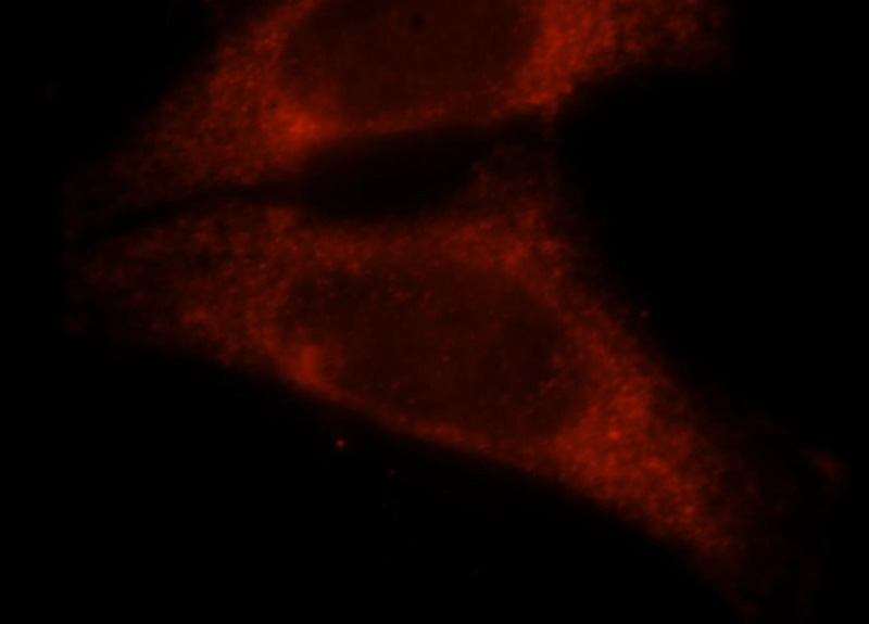 Immunofluorescent analysis of HepG2 cells, using EIF4E antibody Catalog No:108938 at 1:25 dilution and Rhodamine-labeled goat anti-rabbit IgG (red).