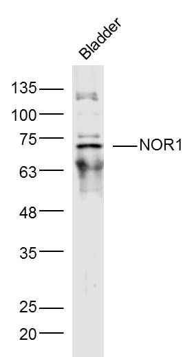 Fig1: Sample:; Bladder (Mouse) Lysate at 40 ug; Primary: Anti- NOR1 at 1/300 dilution; Secondary: IRDye800CW Goat Anti-Rabbit IgG at 1/20000 dilution; Predicted band size: 68 kD; Observed band size: 68 kD