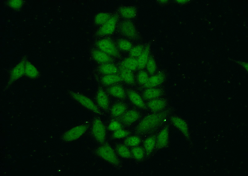 Immunofluorescent analysis of (-20oc Ethanol) fixed HeLa cells using Catalog No:116922(ZC3H11A Antibody) at dilution of 1:50 and Alexa Fluor 488-congugated AffiniPure Goat Anti-Rabbit IgG(H+L)