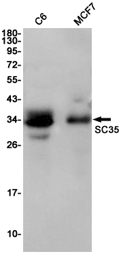 Western blot detection of SC35 in C6,MCF7 cell lysates using SC35 Rabbit pAb(1:1000 diluted).Predicted band size:26KDa.Observed band size:35KDa.