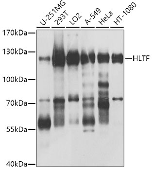 Western blot - HLTF Polyclonal Antibody 