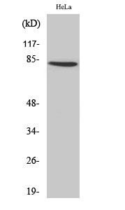Fig1:; Western Blot analysis of various cells using ZNF225 Polyclonal Antibody. Secondary antibody（catalog#: HA1001) was diluted at 1:20000 cells nucleus extracted by Minute TM Cytoplasmic and Nuclear Fractionation kit (SC-003,Inventbiotech,MN,USA).