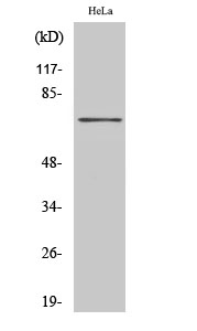 Fig1:; Western Blot analysis of various cells using HKR1 Polyclonal Antibody cells nucleus extracted by Minute TM Cytoplasmic and Nuclear Fractionation kit (SC-003,Inventbiotech,MN,USA).