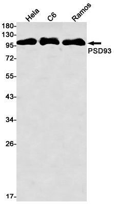 Western blot detection of PSD93 in Hela,C6,Ramos cell lysates using PSD93 Rabbit mAb(1:1000 diluted).Predicted band size:98kDa.Observed band size:98kDa.