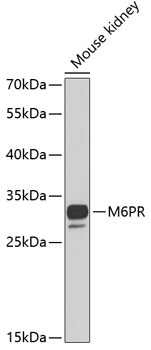 Western blot - M6PR Polyclonal Antibody 