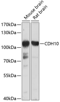 Western blot - CDH10 Polyclonal Antibody 