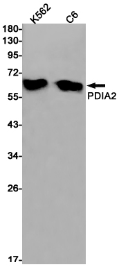 Western blot detection of PDIA2 in K562,C6 cell lysates using PDIA2 Rabbit pAb(1:1000 diluted).Predicted band size:58kDa.Observed band size:58kDa.