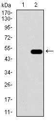 Western blot analysis using ALDH2 mAb against HEK293 (1) and ALDH2 (AA