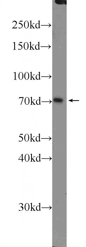 HEK-293 cells were subjected to SDS PAGE followed by western blot with Catalog No:112898(MUPCDH Antibody) at dilution of 1:300